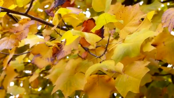 Herbstlaub. Fallrückzieher — Stockvideo