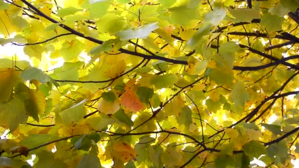 Hojas de otoño. Fondo de caída — Vídeos de Stock