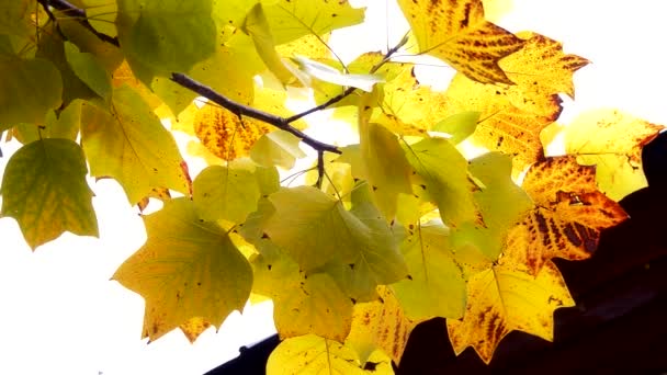 Herbstlaub. Fallrückzieher — Stockvideo