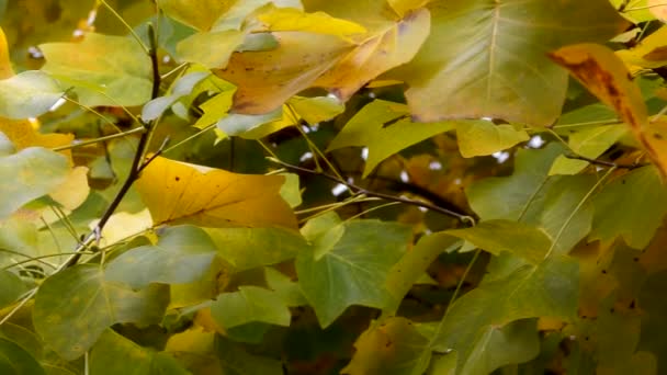 Őszi levelek. Ősz-hátterét — Stock videók