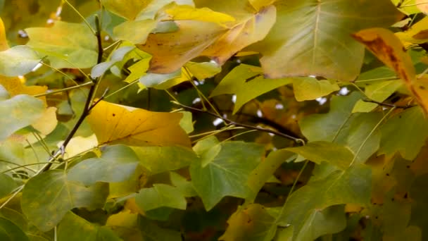 Herbstlaub. Fallrückzieher — Stockvideo