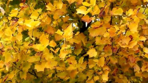 Feuilles d'automne. Automne Contexte 