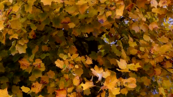 Árvore no outono com folhas amarelas. Fundo de queda — Vídeo de Stock