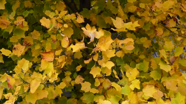 Árvore no outono com folhas amarelas. Fundo de queda — Vídeo de Stock