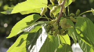 Dal üzerinde çiğ ve olgun yeşil beyaz dut. Makro yaprak dut ağacının yakın çekim videosu