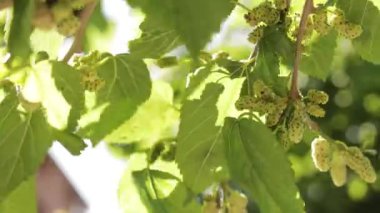 Dal üzerinde çiğ ve olgun yeşil beyaz dut. Makro yaprak dut ağacının yakın çekim videosu