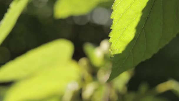 Morera blanca cruda y verde madura en rama. Primer plano de vídeo de macro hoja morera — Vídeos de Stock
