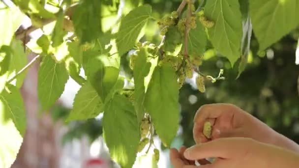 Χέρι μαζεύοντας ακατέργαστο πράσινο λευκό μούρο στο κλαδί. Κοντινό πλάνο βίντεο της macroleaf μουριά — Αρχείο Βίντεο