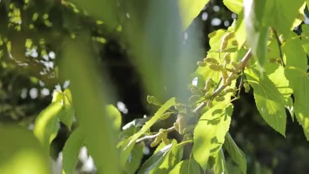 Morera blanca cruda y verde madura en rama. Primer plano de vídeo de macro hoja morera — Vídeos de Stock