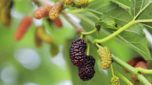 Ripe red mulberry on branch. Close-up video of macro leaf mulberry — Stock Video