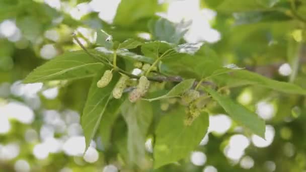 Dalda olgun kırmızı dut. Makro yaprak dut ağacının yakın çekim videosu — Stok video