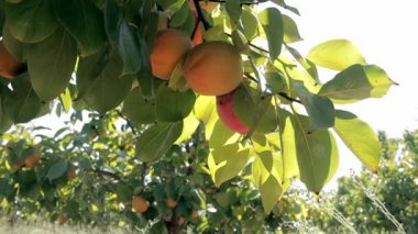 Ağaçta olgunlaşmış sarı ve turuncu şeftali. Kırsalda sonbahar bahçesi. Sonbaharda şeftalili meyve hasadı kavramı
