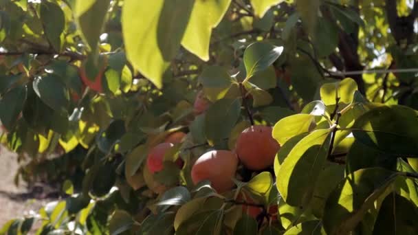 Gele en oranje fruitbomen in de stralen van de ondergaande zon. Rijp verse biologische perzikvruchten die groeien op een boomtak in de tuin — Stockvideo