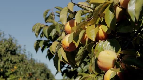 Żółte i pomarańczowe drzewa owocowe w promieniach zachodzącego słońca. Dojrzałe świeże organiczne owoce brzoskwiniowe rosnące na gałęzi drzewa w ogrodzie — Wideo stockowe