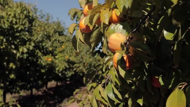 Melocotón amarillo y naranja madura en el árbol. Jardín de otoño en el campo. Concepto de cosecha de melocotón en otoño — Vídeos de Stock