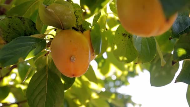 木の上で桃の実を閉じます。桃のフィールドです。桃の新鮮な果物の庭 — ストック動画