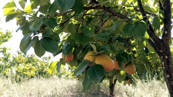 Żółta i pomarańczowa brzoskwinia dojrzewa na drzewie. Jesienny ogród na wsi. Koncepcja zbioru owoców brzoskwiniowych jesienią — Wideo stockowe