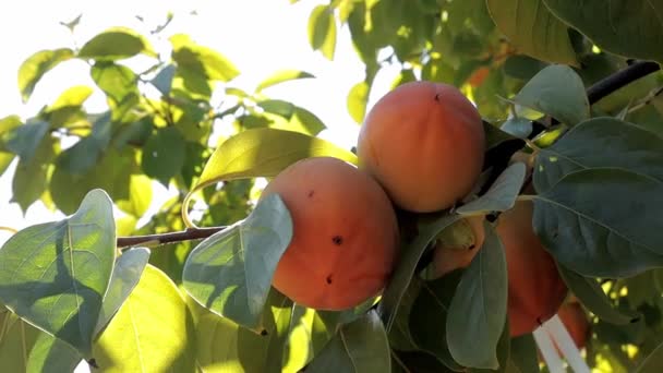 Zamknij brzoskwiniowy owoc na drzewie. Brzoskwinia w polu. Ogród ze świeżymi owocami brzoskwini — Wideo stockowe