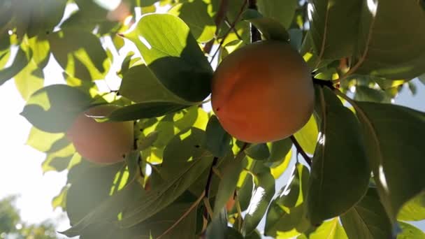 Sluiten van perzikfruit op de boom. Perzik in fiel. Tuin met vers perzikfruit — Stockvideo