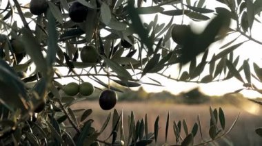 İspanya 'da yeşil ve siyah zeytin fidanı. Zeytin ağaçları rüzgarda hareket eder. Ekstra bakir zeytinyağı üretimi