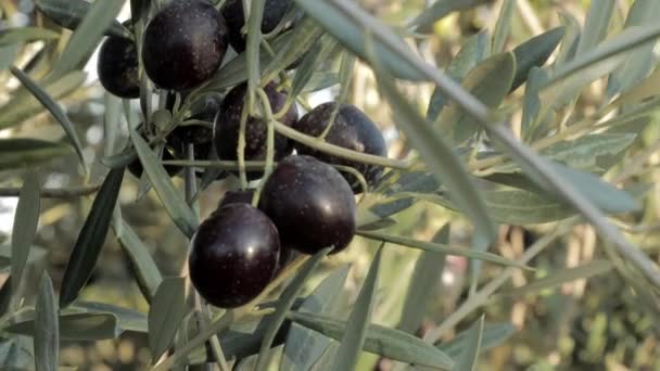 Gros plan des olives noires sur l'arbre. Espagne oliviers branche se déplaçant sur le vent, production d'huile d'olive extra vierge 4k — Video