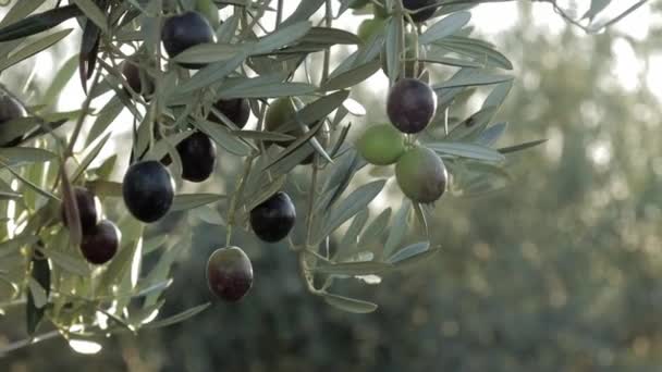 靠近树上的黑色橄榄。西班牙橄榄树枝条随风飘扬，额外出产初榨橄榄油4k — 图库视频影像