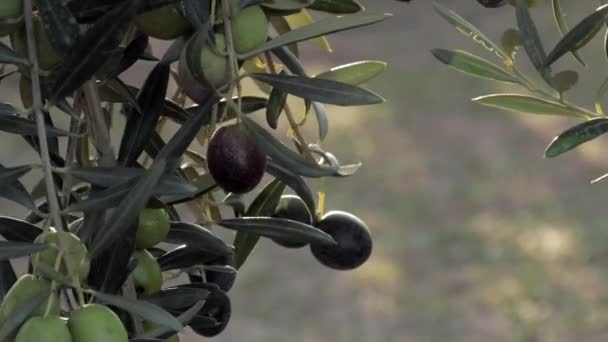 Gros plan des olives noires sur l'arbre. Espagne oliviers branche se déplaçant sur le vent, production d'huile d'olive extra vierge 4k — Video