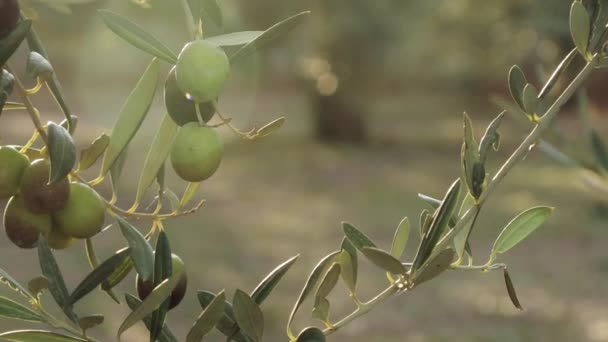 Oliwne drzewo o zachodzie słońca. Piękna świeża oliwka na drzewie. Owoce zielone — Wideo stockowe
