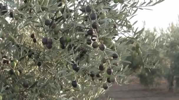 Plantage von grünen und schwarzen Oliven in Spanien. Olivenbäume verzweigen sich im Wind. Produktion nativen Olivenöls extra — Stockvideo