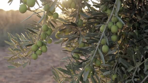 Plantación de aceitunas verdes y negras en España. Olivos rama moviéndose en el viento. Producción de aceite de oliva virgen extra — Vídeo de stock