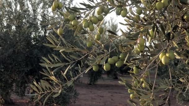 Φύτευση πράσινων και μαύρων ελιών στην Ισπανία. Το κλαδί ελιάς κινείται με τον άνεμο. Παραγωγή εξαιρετικά παρθένου ελαιολάδου — Αρχείο Βίντεο