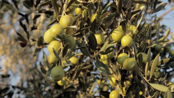 Ελιά στο ηλιοβασίλεμα. Όμορφη φρέσκια ελιά στο δέντρο. Πράσινα φρούτα — Αρχείο Βίντεο