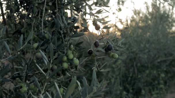 Плантация зеленых и черных оливок в Испании. Ветки оливковых деревьев движутся по ветру. Производство оливкового масла высшего сорта — стоковое видео