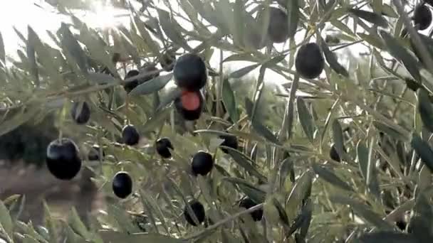 Plantación de aceitunas verdes y negras en España. Olivos rama moviéndose en el viento. Producción de aceite de oliva virgen extra — Vídeo de stock