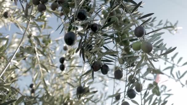 Plantacja oliwek zielonych i czarnych w Hiszpanii. Drzewa oliwne poruszają się na wietrze. Produkcja oliwy z oliwek z pierwszego tłoczenia — Wideo stockowe
