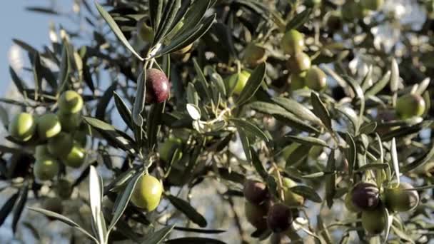 Φύτευση πράσινων και μαύρων ελιών στην Ισπανία. Το κλαδί ελιάς κινείται με τον άνεμο. Παραγωγή εξαιρετικά παρθένου ελαιολάδου — Αρχείο Βίντεο