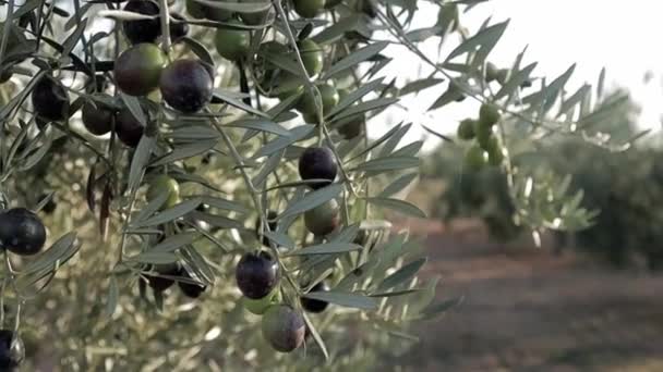 İspanya 'da yeşil ve siyah zeytin fidanı. Zeytin ağaçları rüzgarda hareket eder. Ekstra bakir zeytinyağı üretimi — Stok video