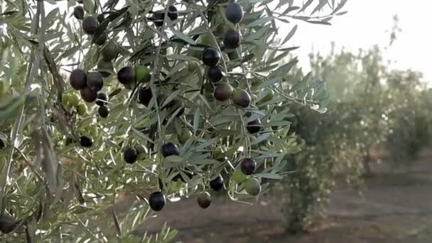 Plantacja oliwek zielonych i czarnych w Hiszpanii. Drzewa oliwne poruszają się na wietrze. Produkcja oliwy z oliwek z pierwszego tłoczenia — Wideo stockowe