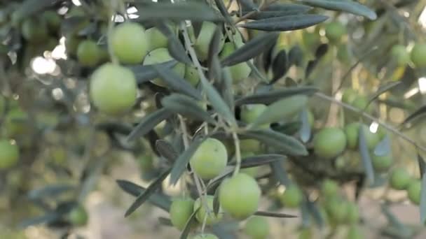 Olivenbaum im Sonnenuntergang. Schöne frische Oliven auf dem Baum. Grüne Früchte — Stockvideo