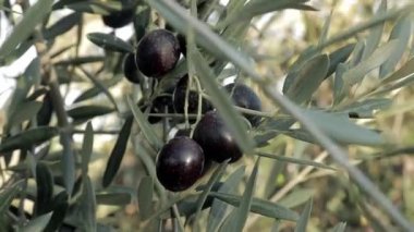 Ağaçtaki siyah zeytinleri kapat. İspanya zeytin ağaçları rüzgarda hareket ediyor, ekstra bakir zeytin yağı üretimi