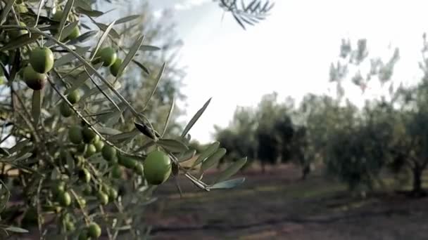 Olivträd i solnedgången. Vacker färsk oliv på trädet. Gröna frukter — Stockvideo