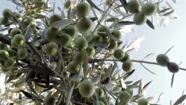 Gün batımında zeytin ağacı. Ağaçta güzel taze zeytin. Yeşil meyveler — Stok video
