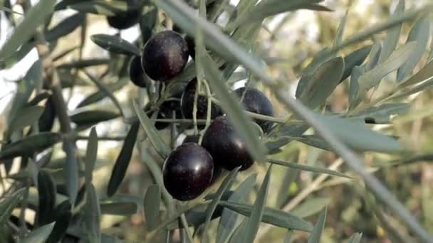 Primer plano de aceitunas negras en el árbol. España ramas de olivos moviéndose por el viento, producción de aceite de oliva virgen extra — Vídeo de stock