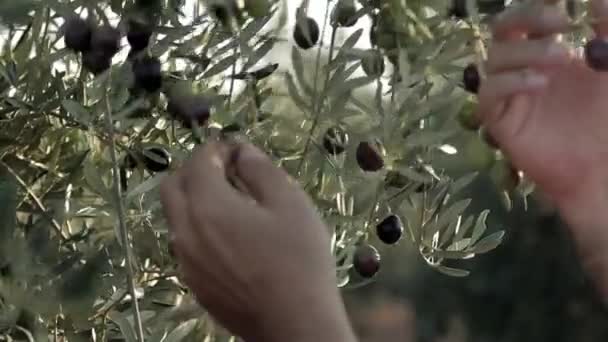 Primer plano de las viejas manos masculinas cosechando aceitunas verdes y negras en una puesta de sol, el sol brillando a través de las hojas. Aceitunas de España en plantación — Vídeos de Stock