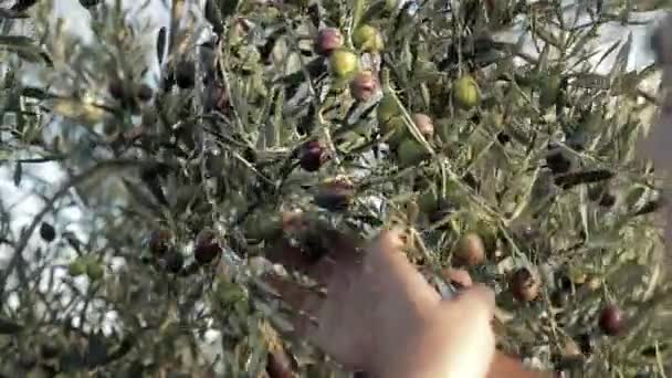 Primer plano de las viejas manos masculinas cosechando aceitunas verdes y negras en una puesta de sol, el sol brillando a través de las hojas. Aceitunas de España en plantación — Vídeos de Stock