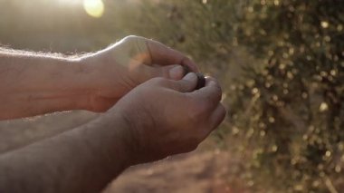 Gün batımında yeşil ve siyah zeytinleri toplayan yaşlı erkek elleri, yaprakların arasından parlayan güneş. Çiftlikteki İspanya zeytinleri