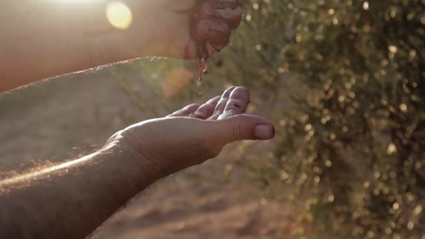 Κοντινό πλάνο των παλιών αρσενικών χεριών συγκομιδή μαζεύοντας πράσινες και μαύρες ελιές σε ένα ηλιοβασίλεμα, ήλιος λάμπει γούρνα τα φύλλα. Ελιές Ισπανίας σε φυτεία — Αρχείο Βίντεο