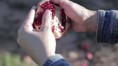 Bahçede açık narlı kadın elleri. Vejetaryenler için faydalı vitaminler ve antioksidanlar. Sağlıklı gıda konsepti. Yakın plan.
