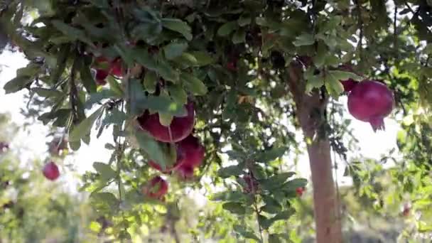 Rode rijpe sappige granaatappelvrucht groeit op een groene boomtak. Rijp fruit oogsten concept. Nuttige vitaminen en antioxidanten voor vegetariërs. Gezond voedsel concept. Close-up — Stockvideo