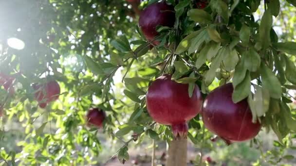붉게 익은 다즙이 많은 석류 열매는 푸른 나무 가지에서 자란다. 과일 수확의 개념입니다. 채식주의자들에게 유용 한 비타민 과 산화 방지제. 건강 식품 컨셉. 클로즈업 — 비디오